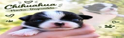 Chihuahua perros en venta: Chihuahas cabeza de manzana - Anuncio 3