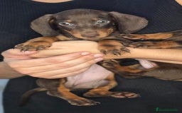 Teckel Miniatura perros en venta: Teckel chocolate inigualables  - Imagen 3