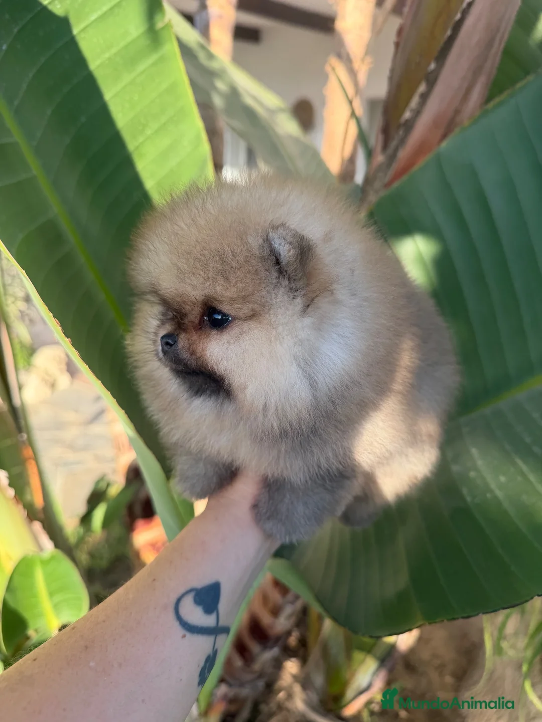 Pomerania perros en venta: Pomerania auténtico CALIDAD TOP - Anuncio 11