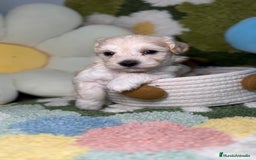 Maltipoo perros en venta: Maltipoo Mini Toy en Madrid - Imagen 6