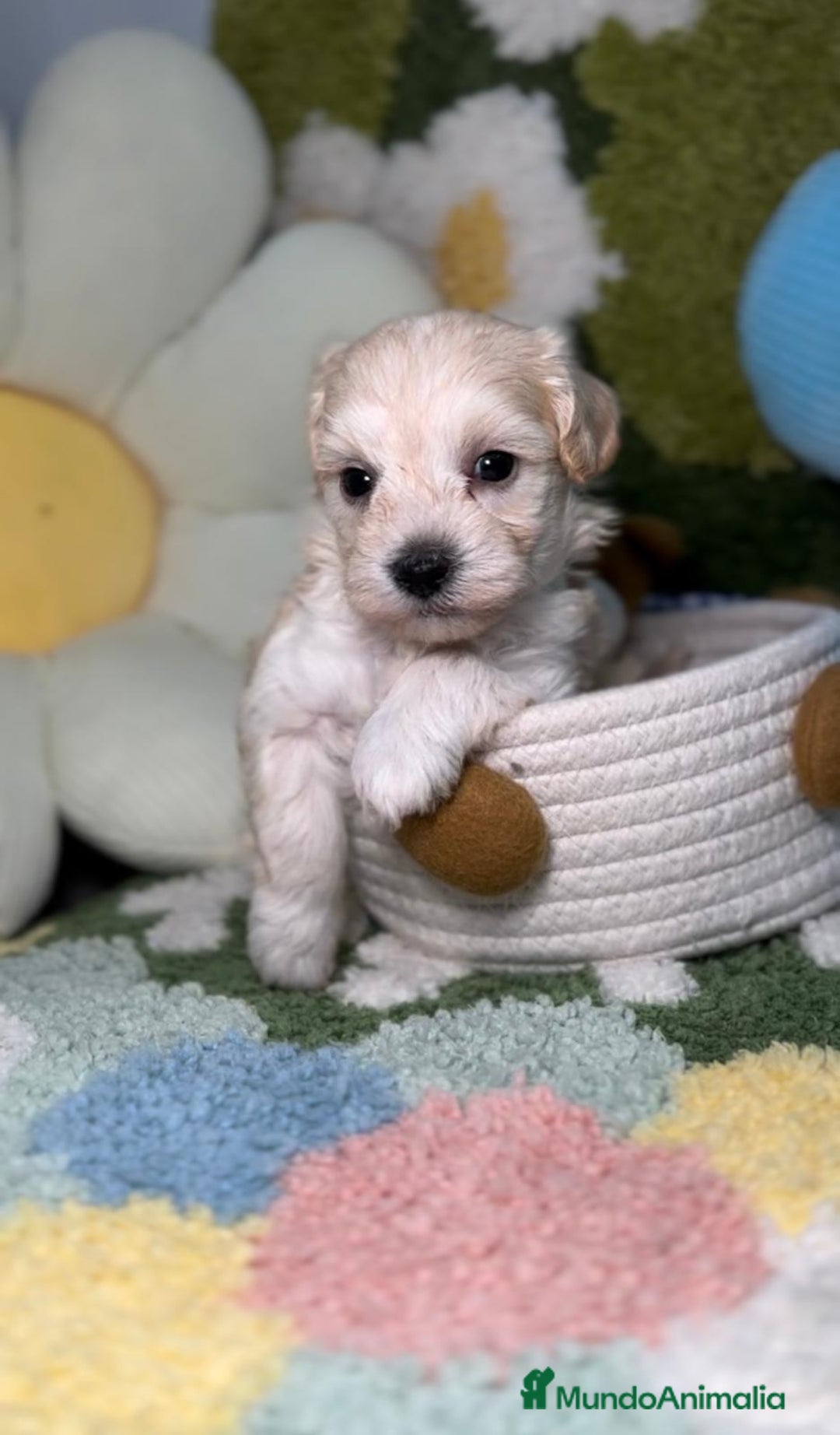 Maltipoo perros en venta: Maltipoo Mini Toy en Madrid - Imagen 6