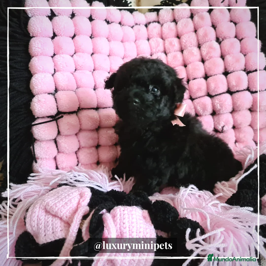 Caniche Toy perros en venta: Camada de Caniche Minitoy en Madrid - Anuncio 4