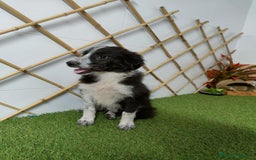 Border Collie perros en venta: BORDER COLLIE - Imagen 3