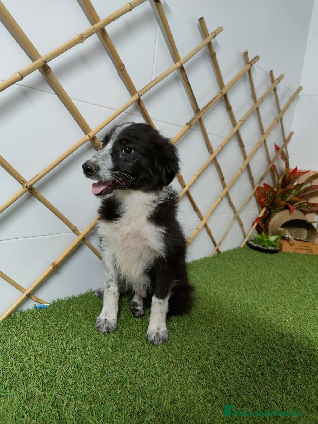 Border Collie perros en venta: BORDER COLLIE - Imagen 3