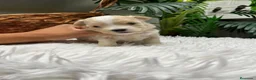 Maltipoo perros en venta: MALTIPOO - Anuncio 6
