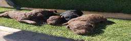 Perro de Agua Español perros en venta: Cachorros perros de agua en Zaragoza - Anuncio 9