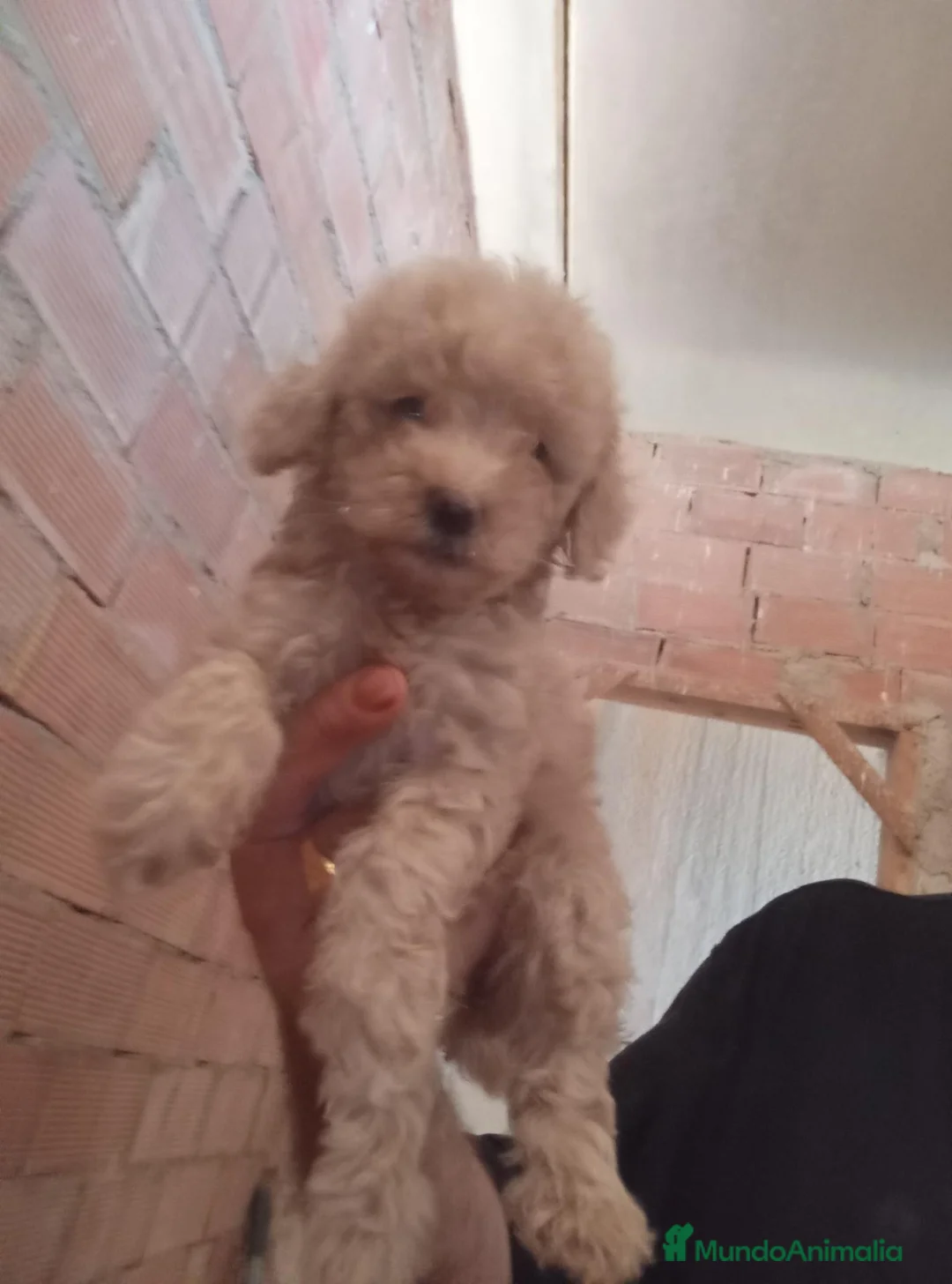 Caniche Toy perros en venta: CANICHES TOY - Anuncio 4