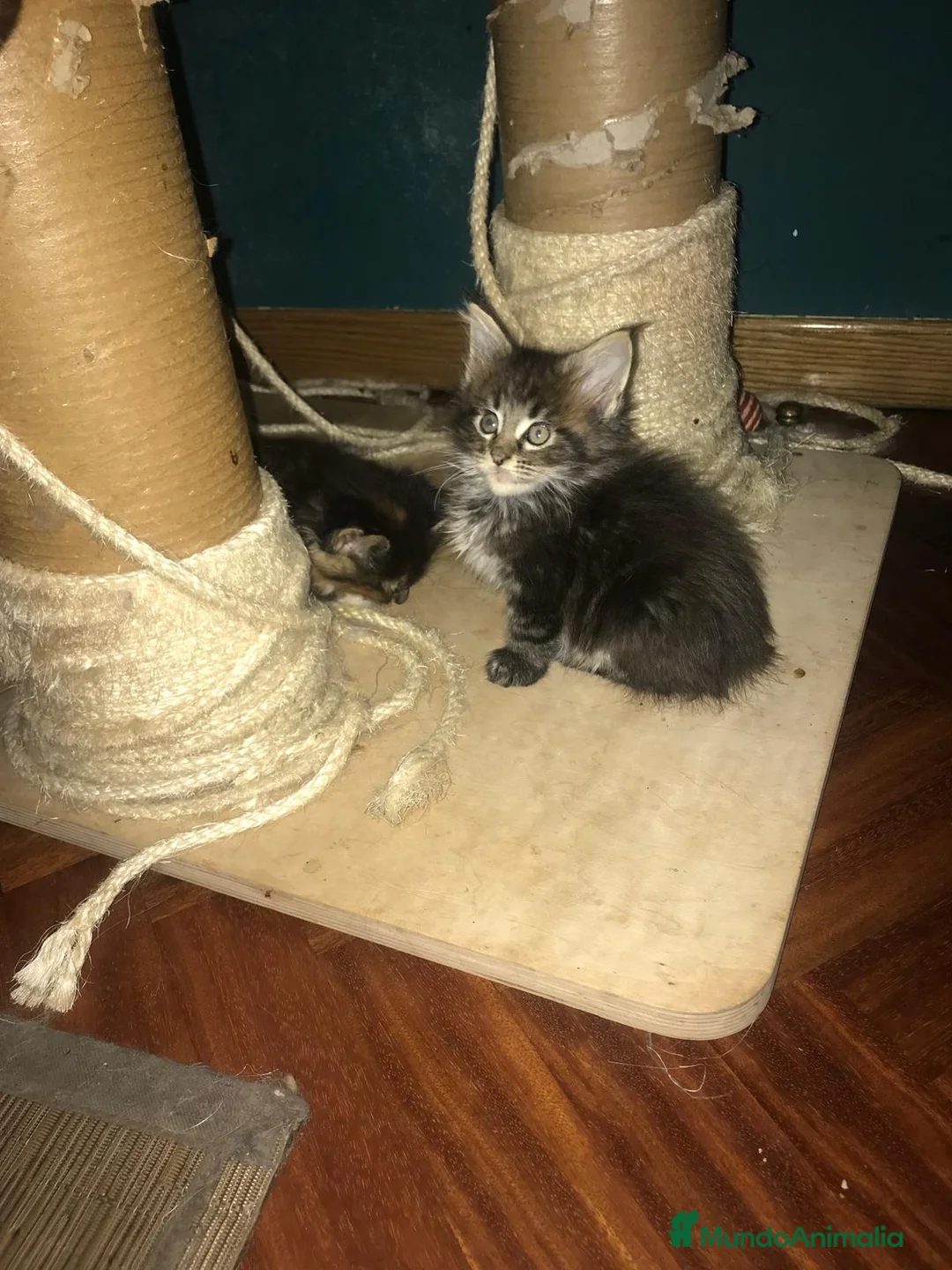 Maine Coon gatos en venta: Adorables macho y hembra Mainecoon en Madrid - Anuncio 7