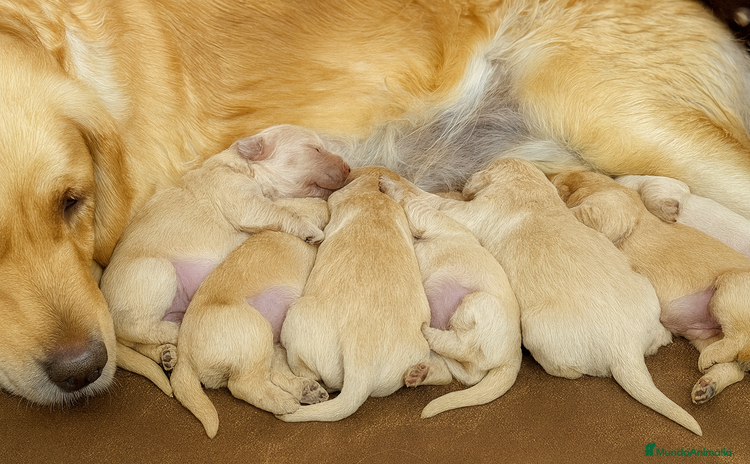 Golden Retriever perros - Anuncio 2