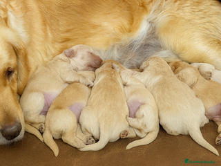 Golden Retriever perros - Anuncio 8