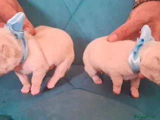 Chihuahua perros Chihuahua - Anuncio 5