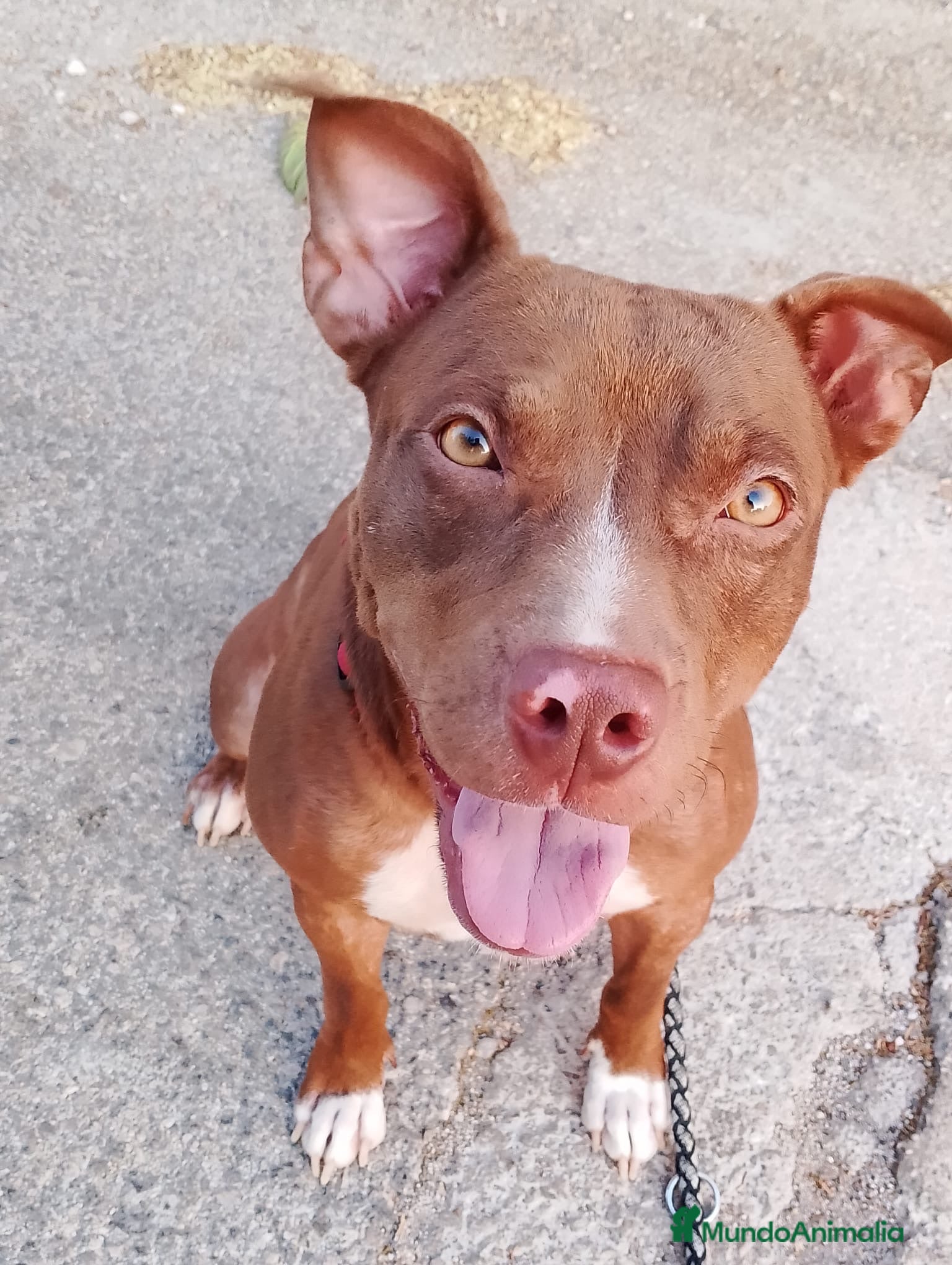 American Pit Bull Terrier perros SOPHIE ❤️✨ en adopción  - Anuncio 1