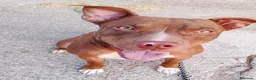 American Pit Bull Terrier perros en adopcion: SOPHIE ❤️✨ en adopción  - Anuncio 1