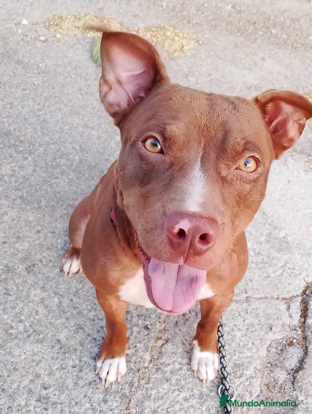 American Pit Bull Terrier perros en adopcion: SOPHIE ❤️✨ en adopción  - Anuncio 1