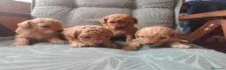 Caniche Toy perros en venta: Caniche toy PRECIO REAL en Álava - Anuncio 9