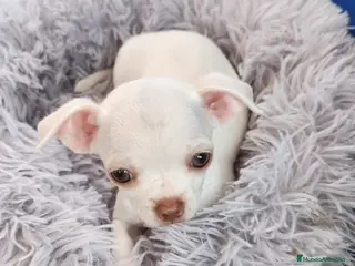 Chihuahua perros Chihuahua mini - Anuncio 2