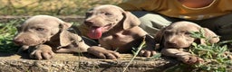 Weimaraner perros en venta: IMPRESIONANTE CAMADA DE BRACO DE WEIMAR - Anuncio 3