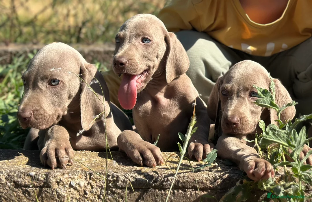 Weimaraner perros en venta: IMPRESIONANTE CAMADA DE BRACO DE WEIMAR - Anuncio 3