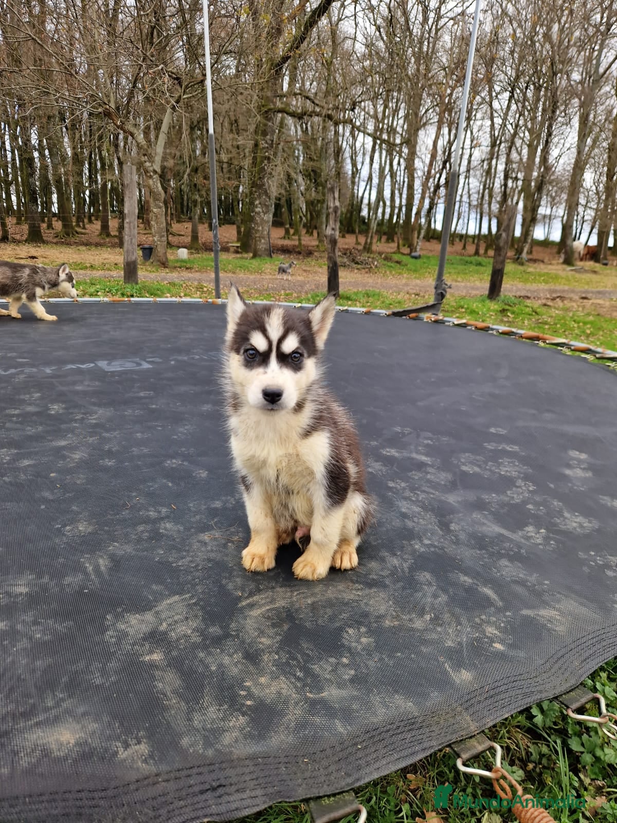 Husky Siberiano perros Cachorros de husky siberiano ojos azules  - Anuncio 2