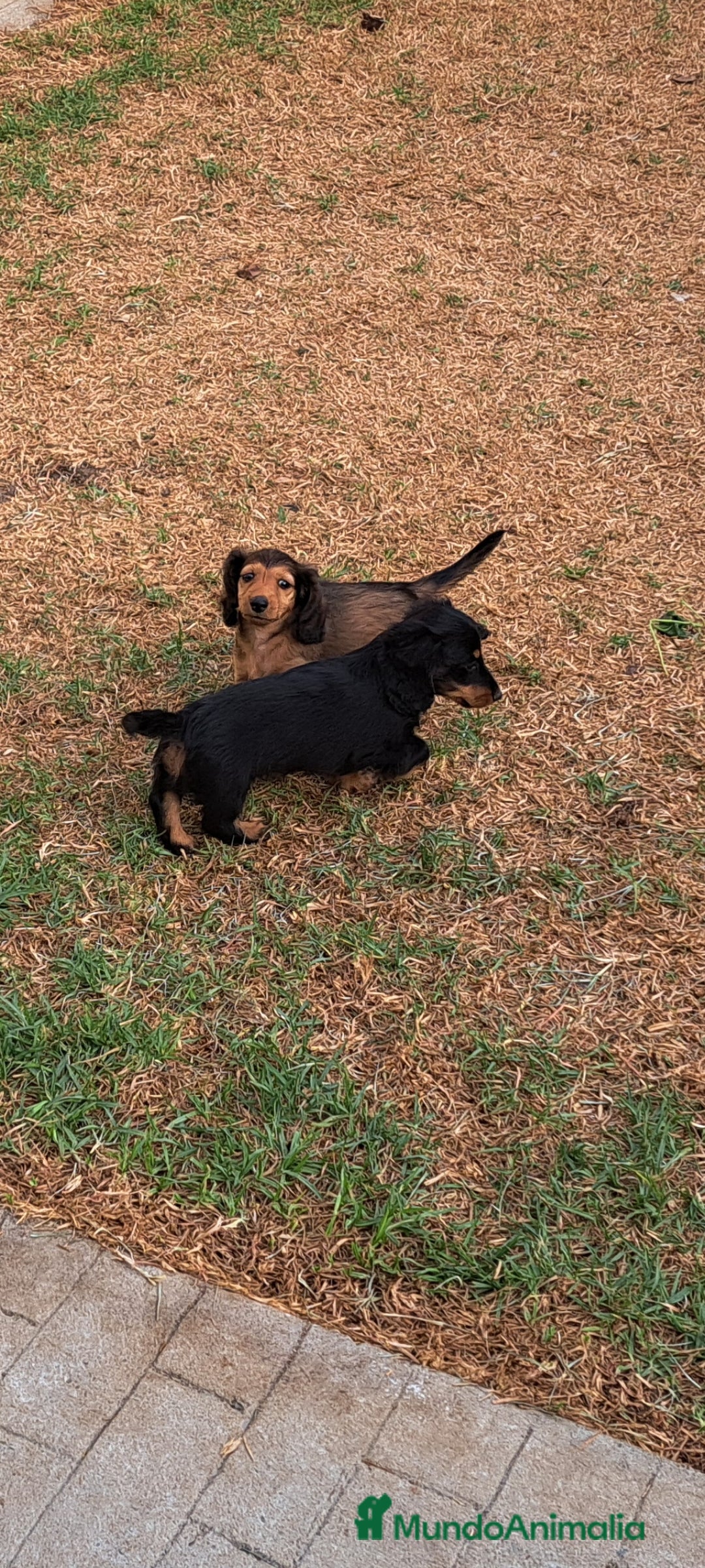 Teckel Miniatura perros en venta: Teckel de pelo largo  - Imagen 3