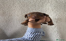 Teckel Miniatura perros en venta: Teckel chocolate kanichen Macho y Hembra  - Imagen 2