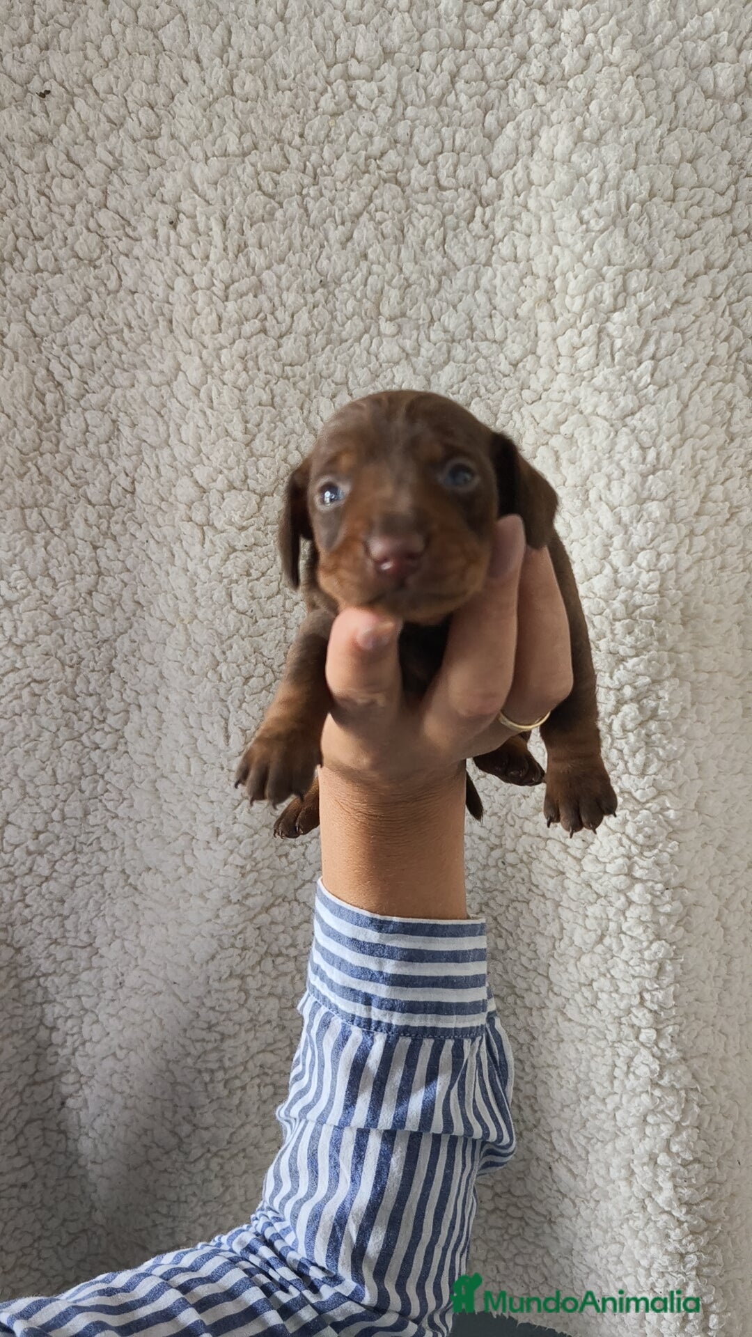 Teckel Miniatura perros en venta: Teckel chocolate kanichen Macho y Hembra  - Imagen 2