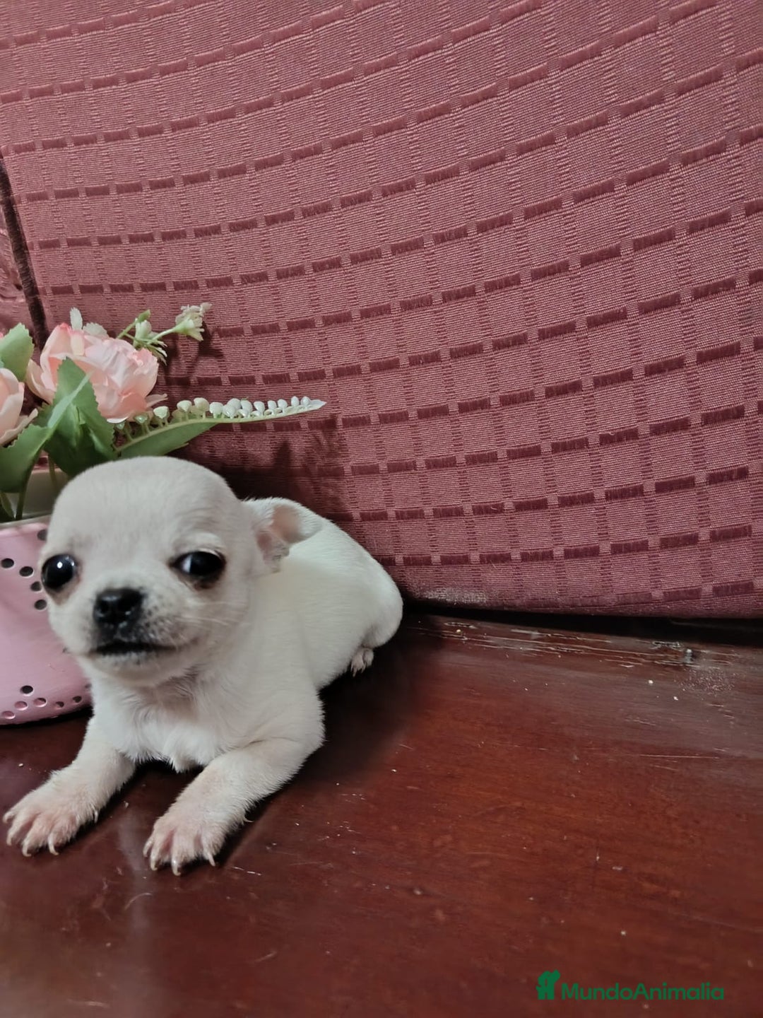 Chihuahua perros en venta: Chihuahuas Toy los de las fotos  - Anuncio 10