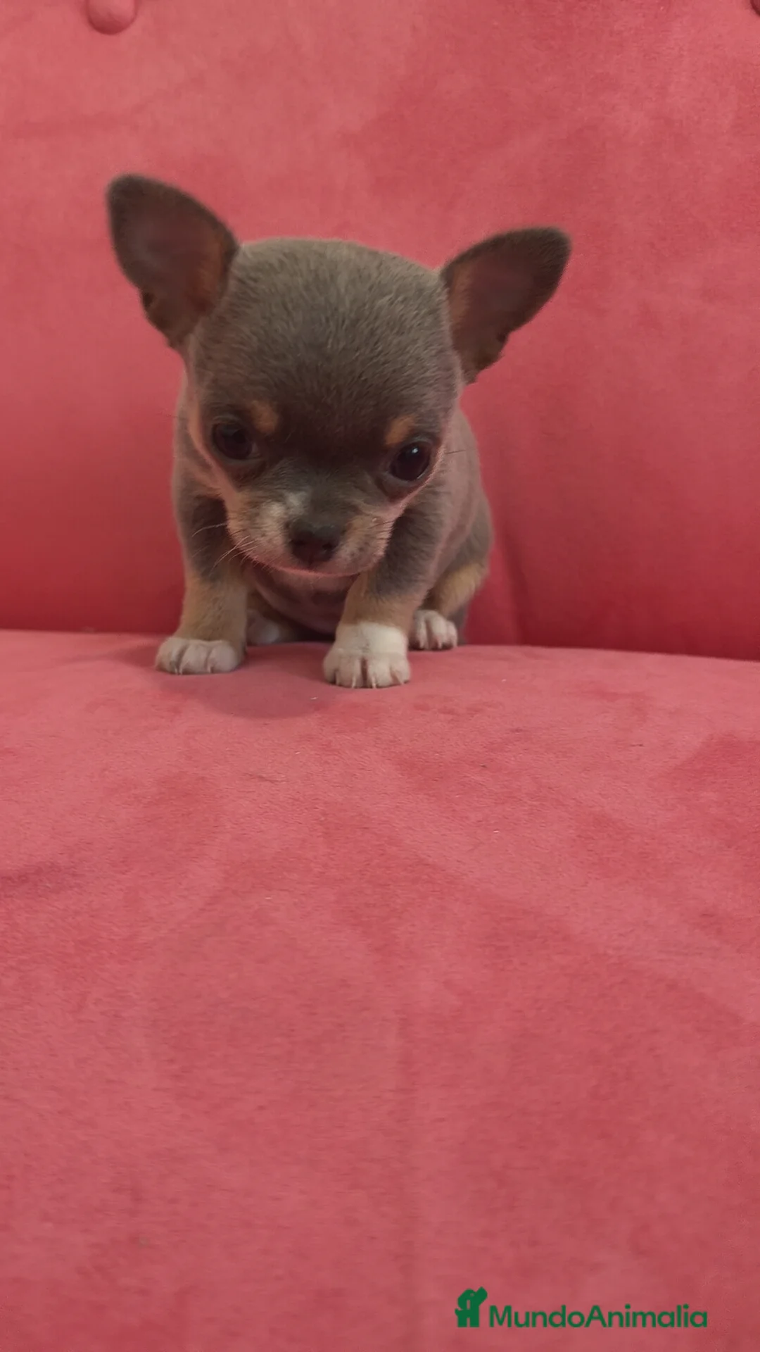 Chihuahua perros en venta: Chihuahua Toy Blue tricolor hembra especial  - Anuncio 6