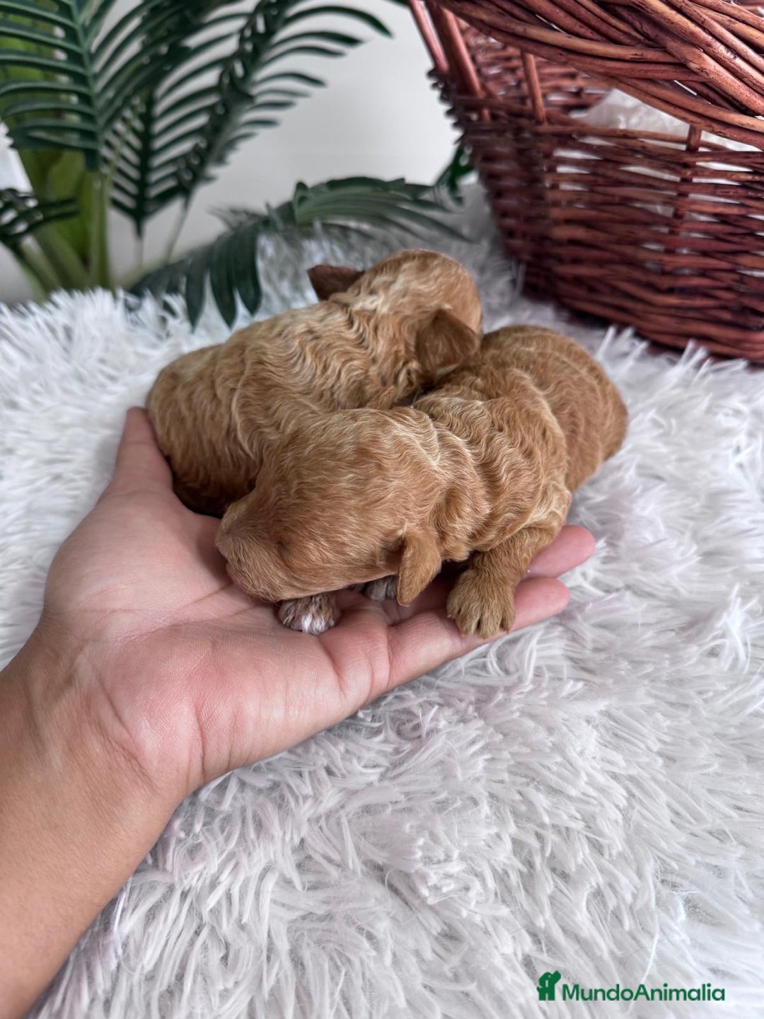 Caniche Toy perros en venta: CANICHE TOY - Imagen 10