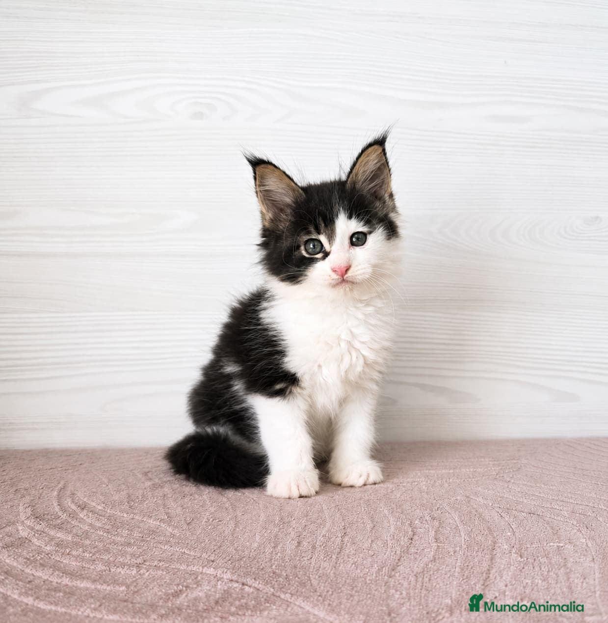 Maine Coon gatos Camada de Gatitos Maine Coon - Anuncio 2