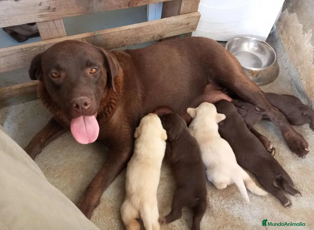 Labrador Retriever perros en venta: Labrador Retriever  - Anuncio 11