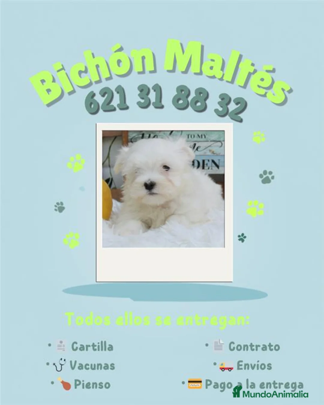 Bichón Maltés perros en venta: preciosos bichon maltes linea coreana  - Anuncio 2