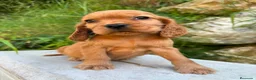 Cocker Spaniel Inglés perros en venta: Cocker Ingles - Anuncio 1