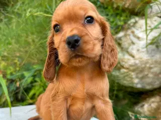 Cocker Spaniel Inglés perros en venta: Cocker Ingles - Anuncio 1