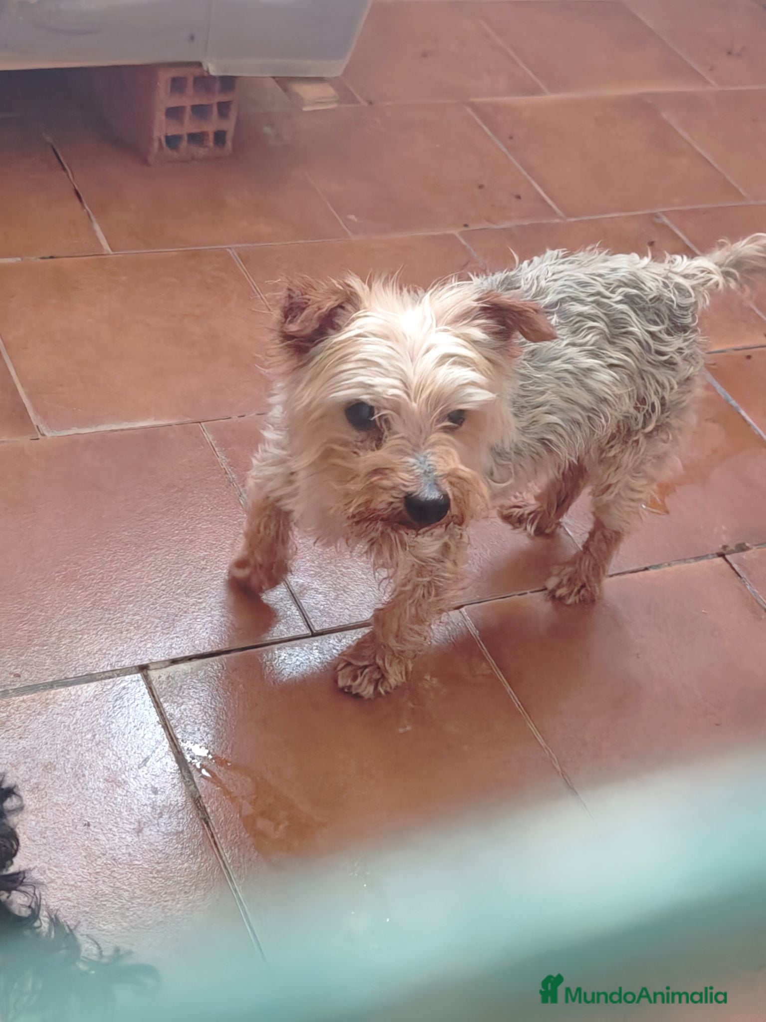 Yorkshire Terrier perros Yorkshire en adopción  - Anuncio 13