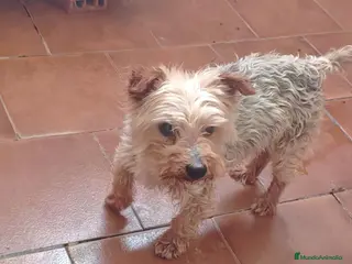 Yorkshire Terrier perros Yorkshire en adopción - Anuncio 14