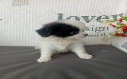 Chihuahua perros en venta: Chihuahua toy colores exóticos pelo largo y corto  - Imagen 4