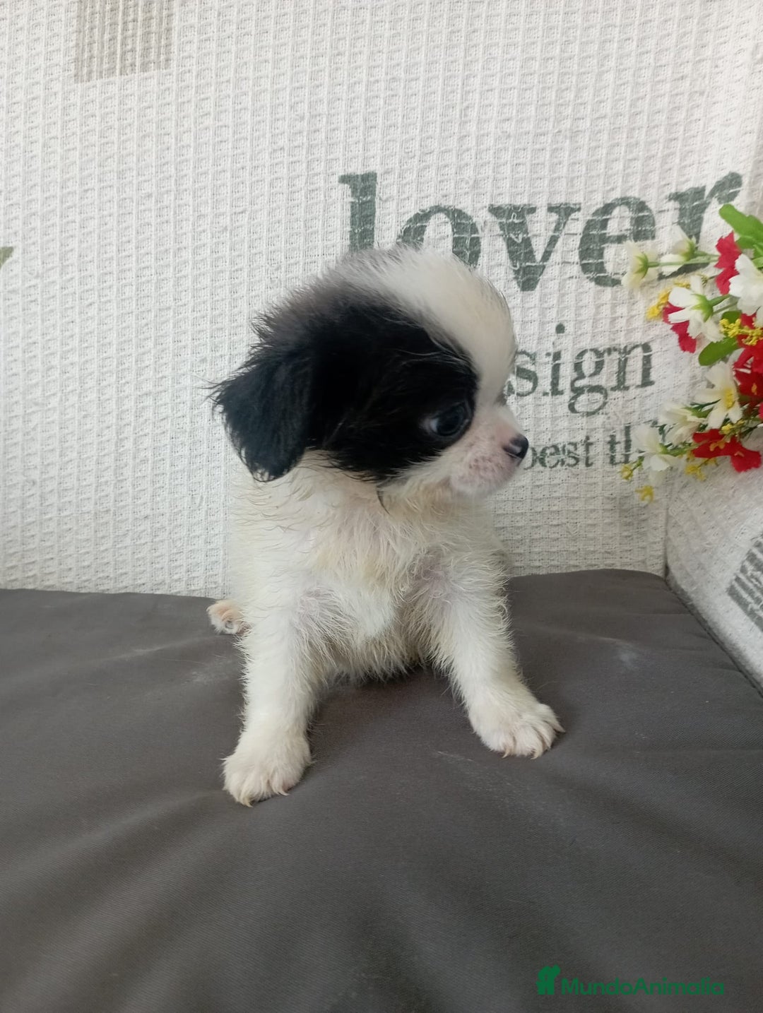 Chihuahua perros en venta: Chihuahua toy colores exóticos pelo largo y corto  - Imagen 4