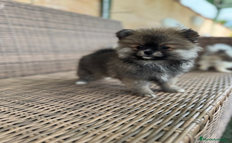 Pomerania perros - Anuncio 2
