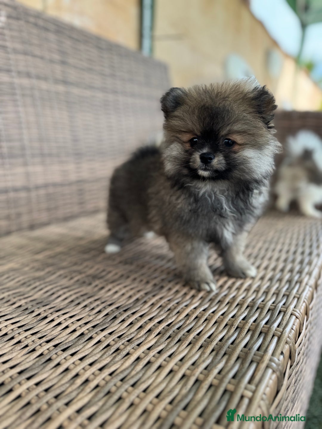 Pomerania perros en venta: Pomerania toy - Imagen 1