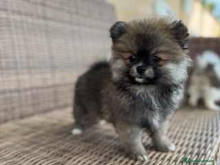 Pomerania perros - Anuncio 4