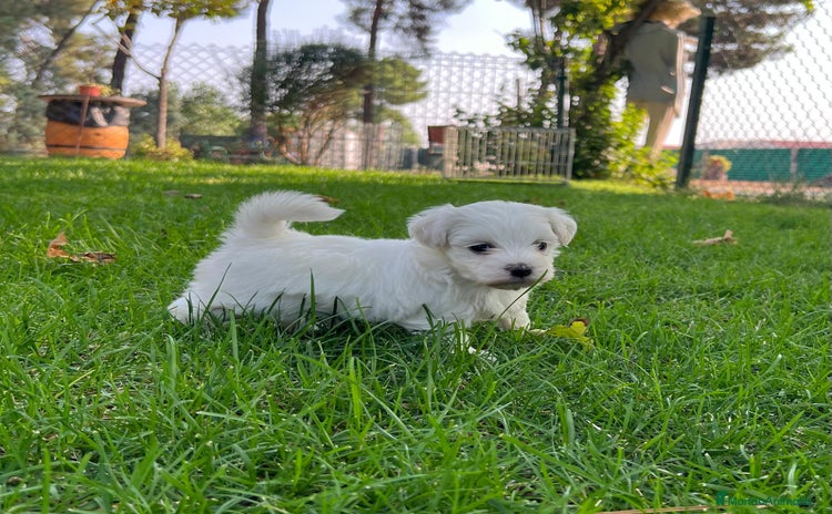 Bichón Maltés perros - Anuncio 1