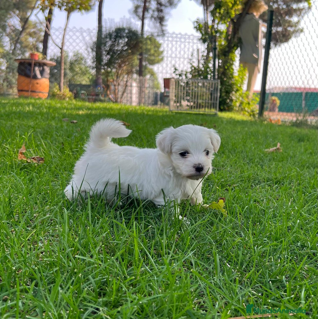Bichón Maltés perros en venta: Bichón maltes - Imagen 1