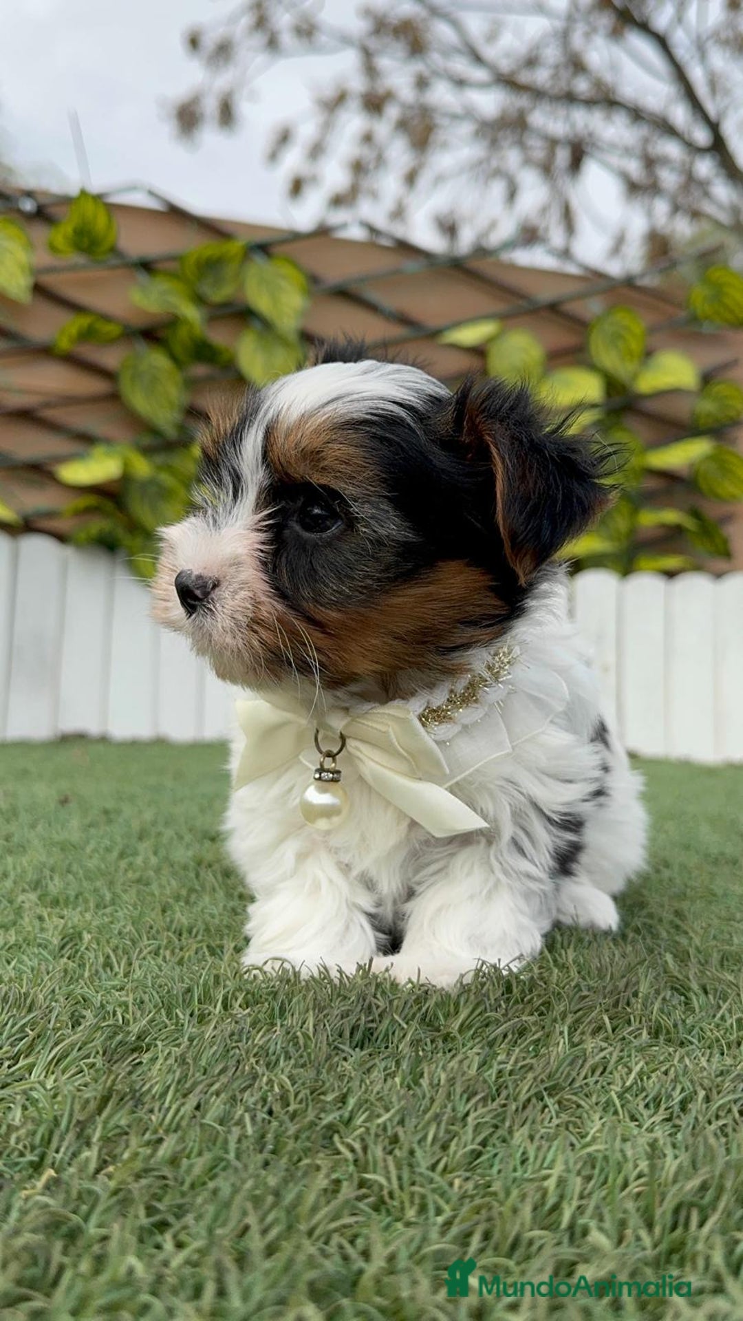 Yorkshire Terrier perros en venta: YORKSHIRE BIEWER - Anuncio 18