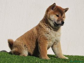 Shiba Inu perros Shiba Inu rojos Machos disponibles - Anuncio 2