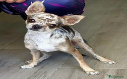 Chihuahua perros en venta: Chihuahuas mis nuevos pequeños - Imagen 10
