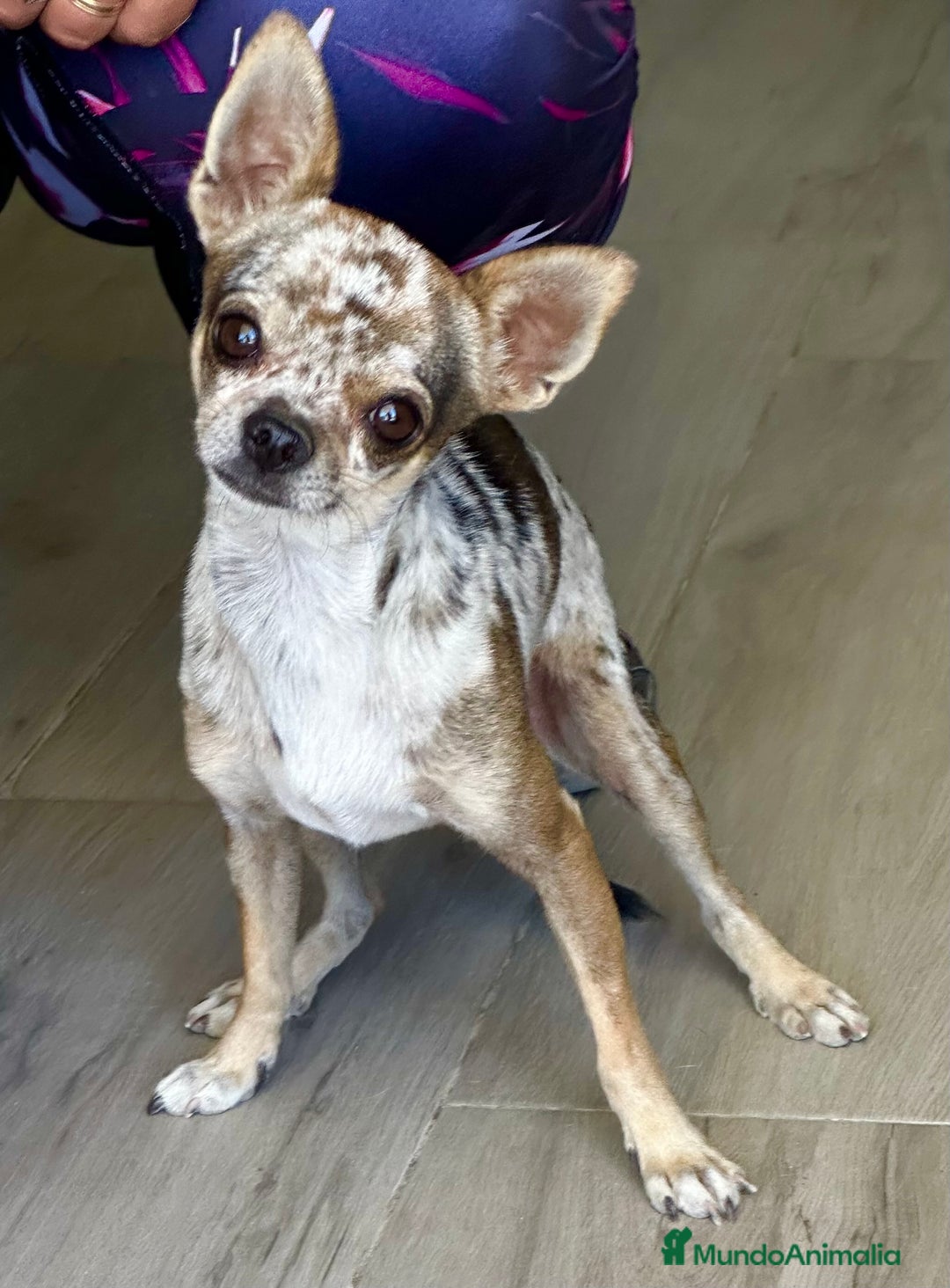 Chihuahua perros en venta: Chihuahuas mis nuevos pequeños - Imagen 10