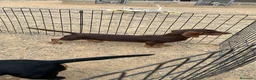 Teckel Miniatura perros en venta: Hembra Teckel  - Anuncio 1