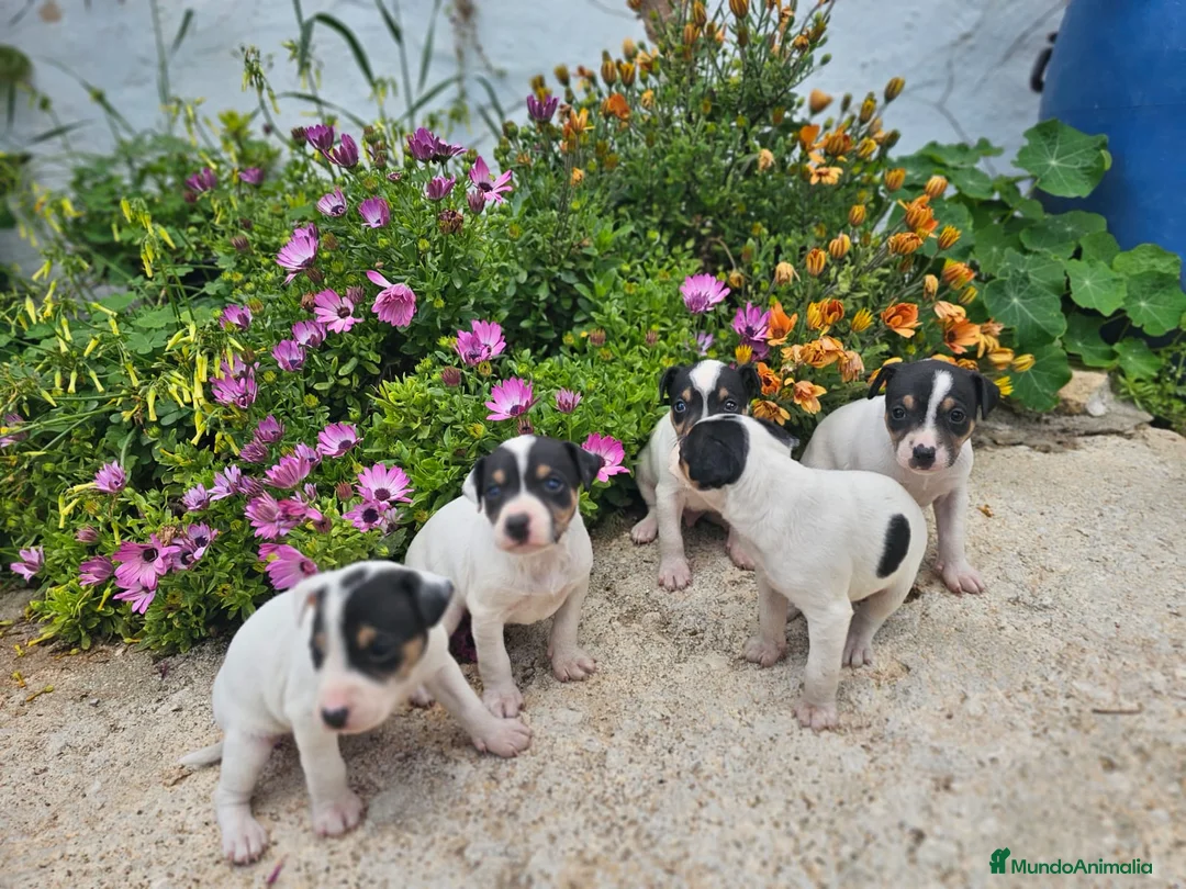 Ratonero Bodeguero Andaluz perros en venta: Bodeguero andaluz - Anuncio 2