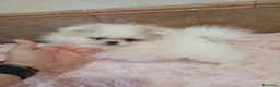 Pomerania perros en venta:  Lulu pomerania TOY - Anuncio 3